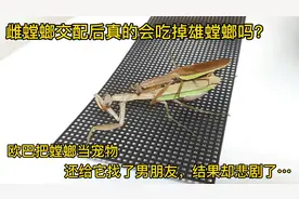 小伙把螳螂当宠物养，宠到不行，还给它找了男朋友，结果却悲剧了视频封面