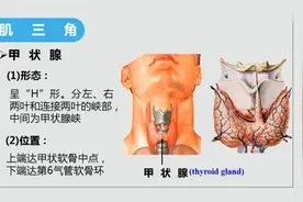 人体解刨学：颈部的解剖—5.2颈前区和胸锁乳突肌区