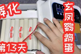 “玄凤鹦鹉蛋”已经孵化了13天啦，看看有几颗能孵出小鹦鹉的呢？视频封面