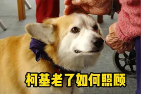 柯基步入老年，你要好好照顾它！视频封面