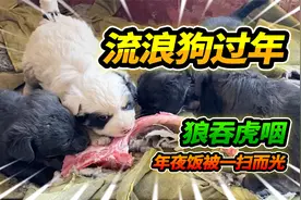 废墟里的流浪狗也要过年，早起拿着排骨肉丸子探望，被小狗包围视频封面