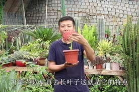 网球花比朱顶红好养，年年能开花，开出红色“圆网球”视频封面