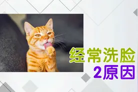 猫咪为什么经常洗脸？还有2个原因，最后一个像人的动作视频封面