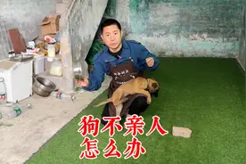 狗看到人就害怕，一摸就尿该怎么办？训犬师教你一招轻松解决视频封面