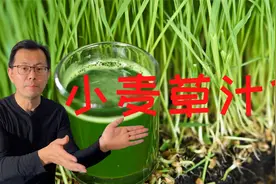 最有营养的小麦草汁你喝过吗？必须种的微型蔬菜 - 小麦草！视频封面