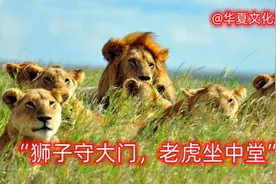 民间有一句俗语“狮子守大门，老虎坐中堂，”视频封面