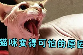 猫咪突然性情大变，变得凶残可怕不断袭击主人，这到底是怎么了？视频封面