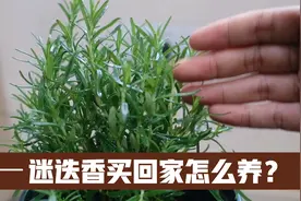 园艺师教你，新买回家的迷迭香怎么养？这可能是最全面的教程了视频封面