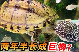3年前我买了只小龟，今天拿出来对比下，长得太快了！视频封面