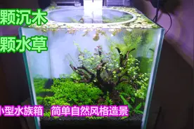 一颗沉木，几颗水草，看造景师如何在小型水族箱中进行简单造景视频封面