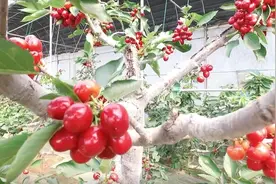 烟台的大棚樱桃原来是这么发展起来的，您知道吗？视频封面