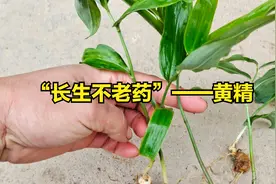 “久服长生不老”——黄精，中药中的“黄金”视频封面