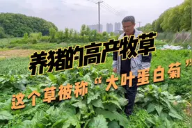 养猪高产牧草，串叶松香草多年生，耐寒耐涝，种一次收割10~15年视频封面