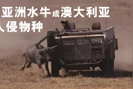 亚洲水牛成澳洲入侵物种，没有天敌，繁衍几十万头视频封面