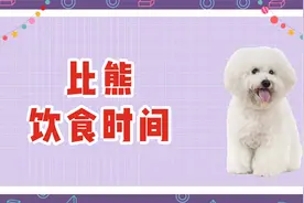 比熊饮食时间，主人可以这么安排视频封面