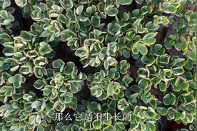 玉树打蔫浇水不恢复？原因有“2点”，让它快恢复，旺盛生长视频封面