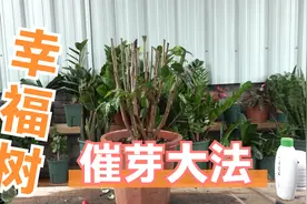 光杆幸福树，用好这种“猛力”催芽水，10天就冒壮芽视频封面
