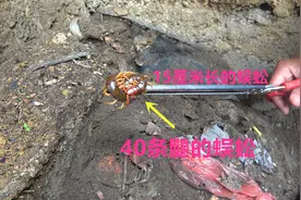 听说老宅里有蜈蚣，小伙近去一看发现几条40条腿的蜈蚣，太凶猛了视频封面