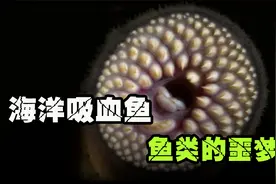 比恐龙还早2亿年的“僵尸鱼”，满口都是大黄牙， 最爱吸血吃肉视频封面