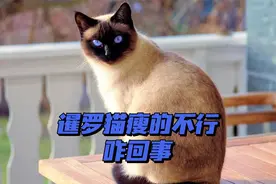 暹罗猫瘦的不行咋回事？4个原因，不少铲屎官都知道视频封面