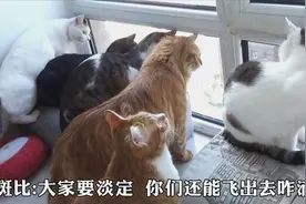 窗前一排猫挤的满满当当，萌萌的后脑勺，谁最可爱？视频封面