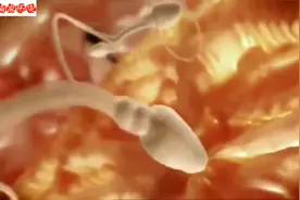 3D动画，给你讲述从精卵结合至胎儿形成全过程，感受生命奇妙！视频封面