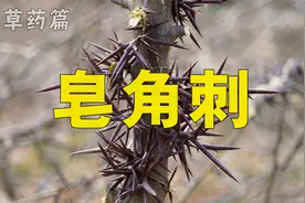 皂角刺，别名天丁、皂针、皂荚刺。清肿托毒，排脓，杀虫。视频封面