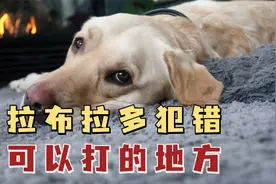 拉布拉多犯错时，可以打这4个地方！视频封面