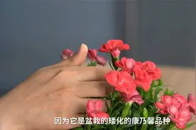 家里养盆康乃馨，拿来送母亲，特贴心！视频封面