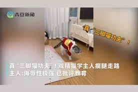 真“三脚猫功夫”！戏精猫学主人瘸腿走路，主人：侮辱性极强视频封面