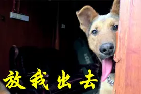 不想让自家狗子随处乱跑怎么训？养狗经验十足的我教你这样训