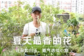 夏天最香的花，花朵如白玉，香气透彻心扉（晚香玉）视频封面