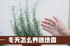 园艺师教你，冬天迷迭香怎么养，避免黑叶死苗，平安度过冬天视频封面
