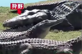 穿着鳄鱼服与鳄鱼亲嘴，日本丧心病狂的挑战节目视频封面