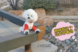 变换不同的姿势让主人拍照的小奶狗太萌太可爱了，路人都看呆了视频封面