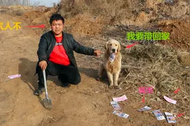 金毛野外路口发现许多冥币，非要带回家买肉吃，大家说该咋教训？视频封面