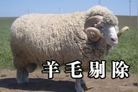 绵羊逃跑五年未剪毛，被主人抓回剃下35斤羊毛，浑身轻松视频封面