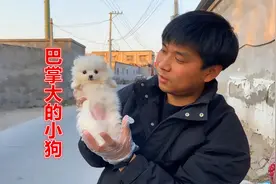 小伙寻宠两年！头一次找到超小体博美！见到之后满是惊讶！太小了视频封面