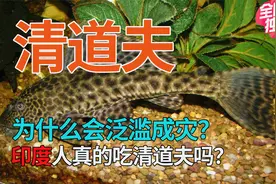 清道夫为什么会泛滥成灾？说印度少见，真的是被印度人吃掉了吗？视频封面