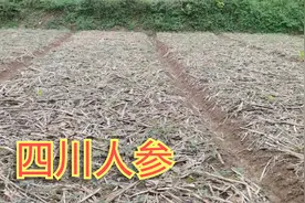 四川农村小伙创业种“人参”，2个月时间过去了，看看长得咋样