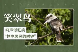 笑翠鸟——鸣声似狂笑，“林中居民的时钟”视频封面
