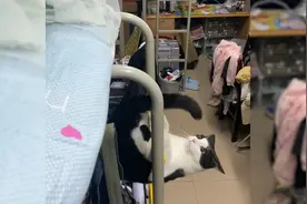 猫咪爬上铺找主人玩耍，一不小心踩空成“倒挂金钩”：一看就练过视频封面