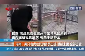 河南：两只老虎咬死饲养员出逃，诱捕未果，全部击毙！视频封面
