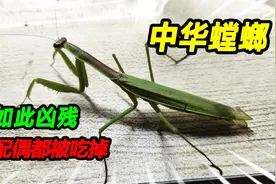 30块钱买了4只中华大螳螂，被他的外表惊艳，没想到竟然生吃配偶视频封面