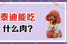 泰迪能吃什么肉？这些肉类，你家狗狗爱吃哪种？视频封面