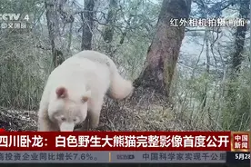 全球唯一！四川卧龙：白色野生大熊猫完整影像首度公开视频封面