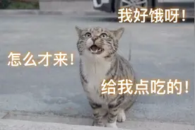 路边小猫咪跟着我，喵喵叫不停，到底发生了什么？【D梦】视频封面