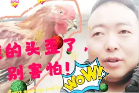 自家散养鸡，意外得病头歪了180度，这下悲剧了