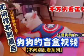 超小型迷你博美家庭寄养vlog高龄老年狗狗实拍记录宠物养老故事视频封面