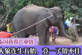 泰国商界产业链，大象连生五胎，竟一子留不住视频封面